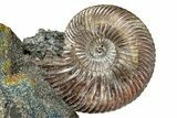 Iridescent, Pyritized Ammonite (Quenstedticeras) Fossil Display #344278-1